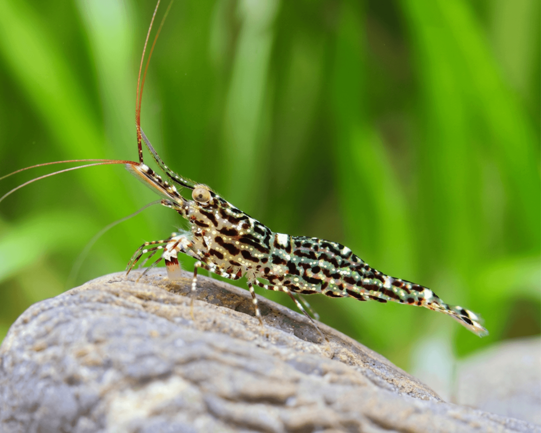 Sulawesi Starry Night Shrimp (Caridina spec.)